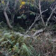 ヒメ日記 2025/01/17 07:30 投稿 ふたば 涼泉（りょうせん）