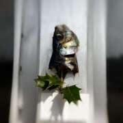 ヒメ日記 2025/02/03 12:05 投稿 ふたば 涼泉（りょうせん）