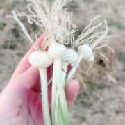 ヒメ日記 2025/03/02 12:04 投稿 ふたば 涼泉（りょうせん）