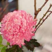 ヒメ日記 2025/03/07 06:30 投稿 ふたば 涼泉（りょうせん）