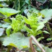 ヒメ日記 2025/03/18 20:30 投稿 ふたば 涼泉（りょうせん）