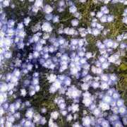 ヒメ日記 2025/04/27 08:11 投稿 ふたば 涼泉（りょうせん）