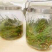 ヒメ日記 2025/06/10 08:30 投稿 ふたば 涼泉（りょうせん）