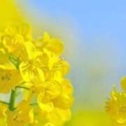 ヒメ日記 2025/04/03 09:06 投稿 いろは 待ちナビ