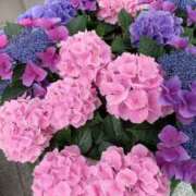 ヒメ日記 2025/06/19 07:15 投稿 いろは 待ちナビ