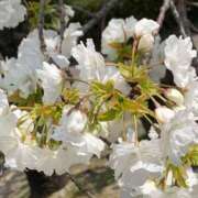 ヒメ日記 2026/03/30 09:15 投稿 いろは 待ちナビ