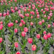 ヒメ日記 2026/04/28 12:40 投稿 いろは 待ちナビ