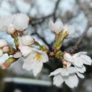 ヒメ日記 2025/03/31 19:40 投稿 小林 聡美 熟女・人妻マダム宮殿