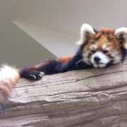 ヒメ日記 2025/05/19 11:55 投稿 あすな セレブクエスト-koshigaya-