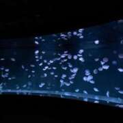 ヒメ日記 2025/09/14 23:54 投稿 なる あふたーすくーる本店