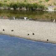 ヒメ日記 2025/04/22 07:15 投稿 木村　にこ プルプル人妻専門店