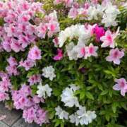 ヒメ日記 2025/04/26 07:30 投稿 木村　にこ プルプル人妻専門店