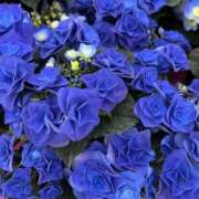 ヒメ日記 2025/05/04 13:29 投稿 木村　にこ プルプル人妻専門店