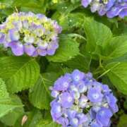 ヒメ日記 2025/06/06 22:00 投稿 木村　にこ プルプル人妻専門店