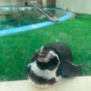 ヒメ日記 2025/11/12 09:04 投稿 木村　にこ プルプル人妻専門店