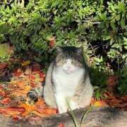 ヒメ日記 2025/11/27 11:30 投稿 木村　にこ プルプル人妻専門店