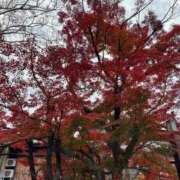 ヒメ日記 2025/12/04 16:34 投稿 木村　にこ プルプル人妻専門店