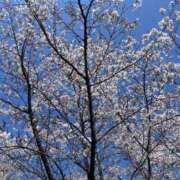 ヒメ日記 2025/04/24 11:53 投稿 光岡ひかり THE痴漢電車.com