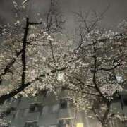 ヒメ日記 2025/03/29 13:53 投稿 遊佐 BBW五反田店