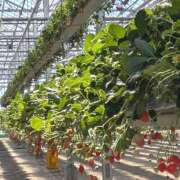 ヒメ日記 2025/02/27 01:36 投稿 まゆり バイオレンス