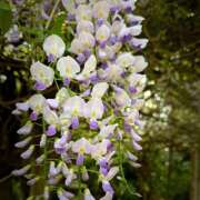 ヒメ日記 2025/04/30 04:25 投稿 まゆり バイオレンス