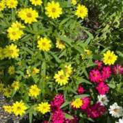 ヒメ日記 2025/05/23 11:11 投稿 ちはや ポッキリ学園 ～モテモテハーレムごっこ～