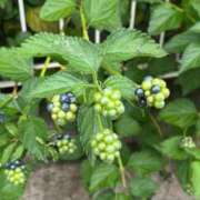 ヒメ日記 2025/07/10 15:02 投稿 ちはや ポッキリ学園 ～モテモテハーレムごっこ～