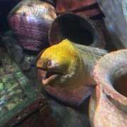 ヒメ日記 2025/09/02 11:51 投稿 ちはや ポッキリ学園 ～モテモテハーレムごっこ～