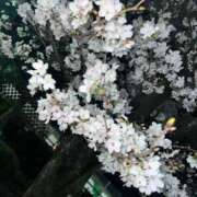 ヒメ日記 2025/03/30 18:09 投稿 らら 丸妻 横浜本店