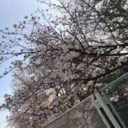 ヒメ日記 2026/03/30 00:52 投稿 らら 丸妻 横浜本店