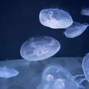 ヒメ日記 2025/09/07 11:47 投稿 さあや ムーランルージュ