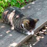 ヒメ日記 2025/01/01 17:41 投稿 サブレのノドカ C級グル女　鶯谷店