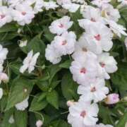 ヒメ日記 2025/02/16 12:54 投稿 サブレのノドカ C級グル女　鶯谷店