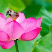 ヒメ日記 2025/04/13 22:51 投稿 サブレのノドカ C級グル女　鶯谷店