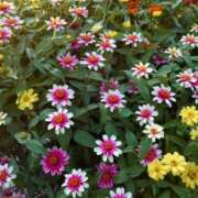 ヒメ日記 2025/04/17 10:34 投稿 サブレのノドカ C級グル女　鶯谷店