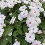 ヒメ日記 2025/05/15 17:54 投稿 サブレのノドカ C級グル女　鶯谷店