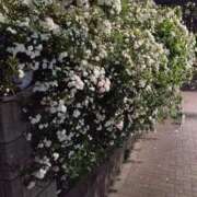 ヒメ日記 2025/04/23 00:36 投稿 菜々美 出会い系人妻ネットワーク 五反田～品川編