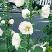 ヒメ日記 2025/05/24 11:10 投稿 菜々美 出会い系人妻ネットワーク 五反田～品川編