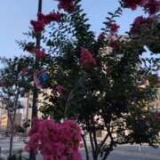 ヒメ日記 2025/07/11 11:09 投稿 菜々美 出会い系人妻ネットワーク 五反田～品川編