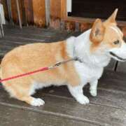 ヒメ日記 2026/01/27 12:30 投稿 菜々美 出会い系人妻ネットワーク 五反田～品川編