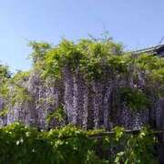 ヒメ日記 2026/04/19 12:07 投稿 菜々美 出会い系人妻ネットワーク 五反田～品川編