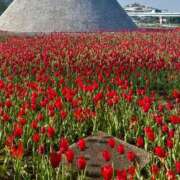 ヒメ日記 2025/04/19 08:02 投稿 えり 甲府人妻隊