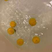 ヒメ日記 2025/12/22 19:13 投稿 えり 甲府人妻隊