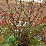 ヒメ日記 2026/01/19 10:29 投稿 えり 甲府人妻隊