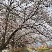 えり 🌸満開の桜🌸 甲府人妻隊