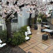 えり 🌸甲府の桜も見納め🌸 甲府人妻隊