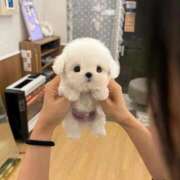 ヒメ日記 2025/11/15 17:50 投稿 ちる 川崎ソープ　クリスタル京都南町