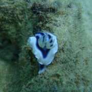 ヒメ日記 2025/05/04 13:00 投稿 浜辺みさき HANABI(福富町)