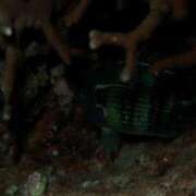 ヒメ日記 2025/05/18 13:00 投稿 浜辺みさき HANABI(福富町)