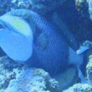 ヒメ日記 2025/05/20 13:00 投稿 浜辺みさき HANABI(福富町)